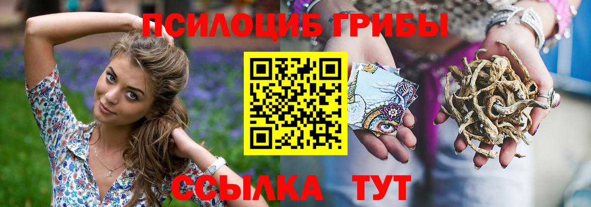 Галлюциногенные грибы Psilocybe Кострома
